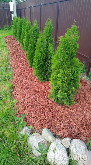 Кора Лиственницы