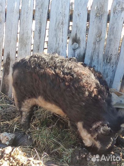 Венгерская мангалица