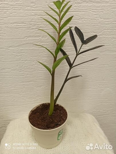 Комнатные цветы замиокулькас зензи