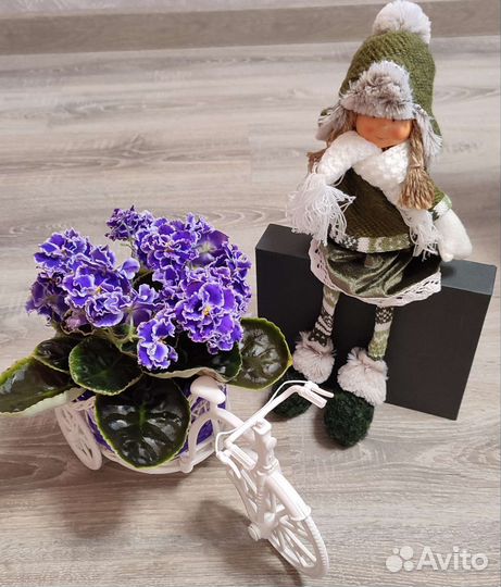 Сортовые фиалки