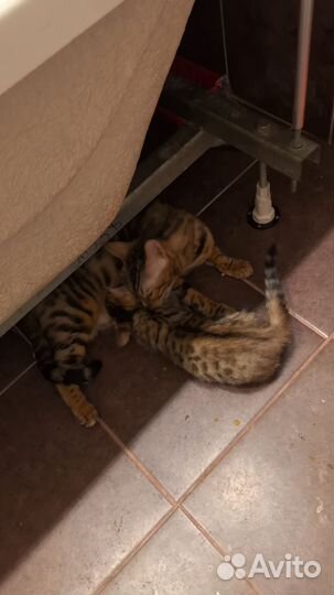 Бенгальская