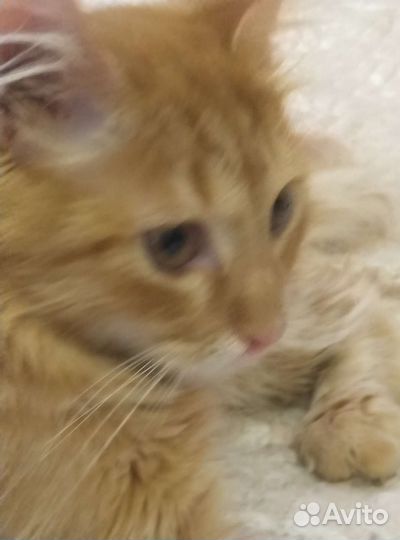 Отдадим в добрые руки котиков