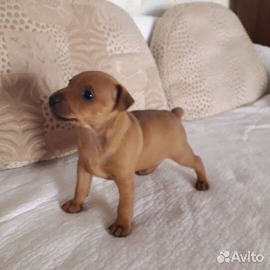 Щенки цвергпинчера