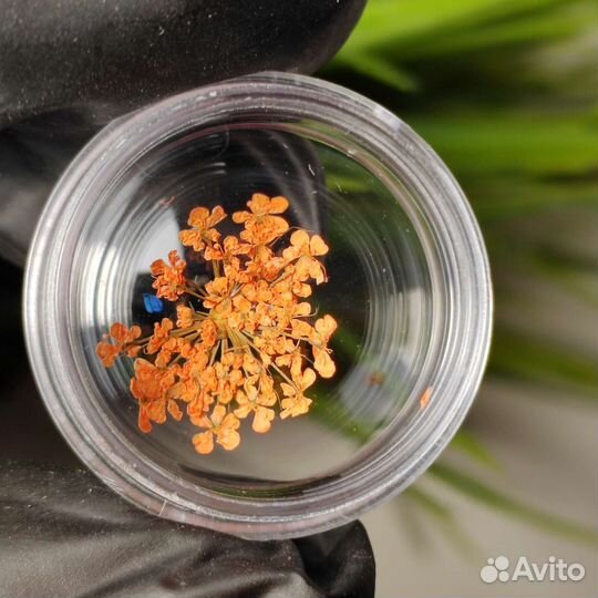 Сухоцветы для дизайна ногтей