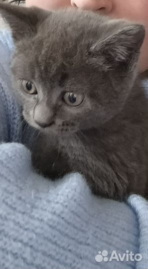 Шотландская