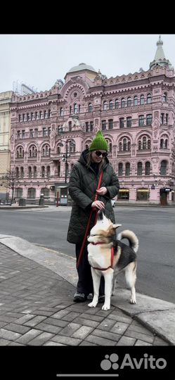 Выгул передержка няня для собак