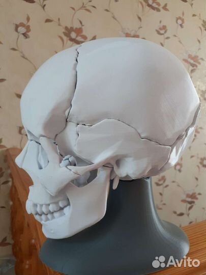 Череп анатомический