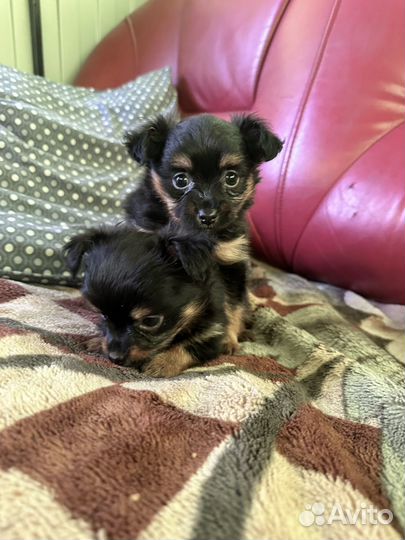 Той-терьер щенки