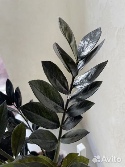 Замиокулькасы