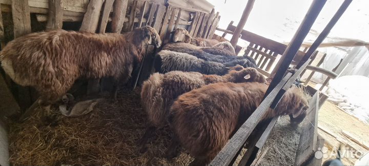 Курдючные бараны