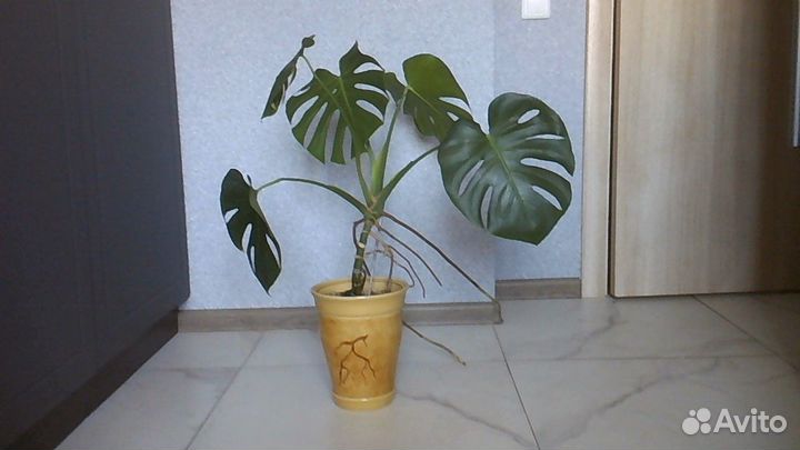 Комнатные растения