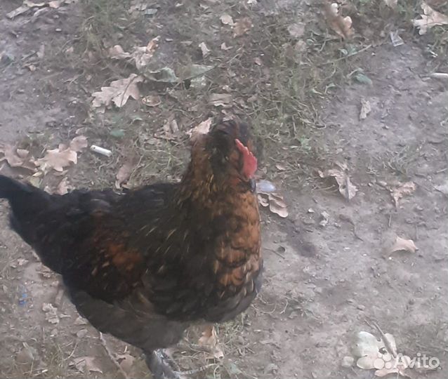 Куры петухи