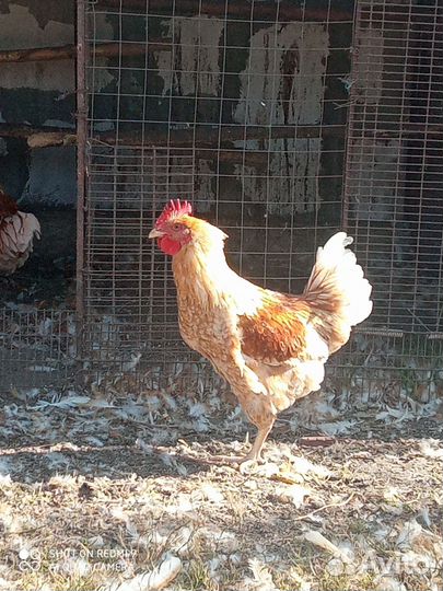 Куры мини мясная палевая