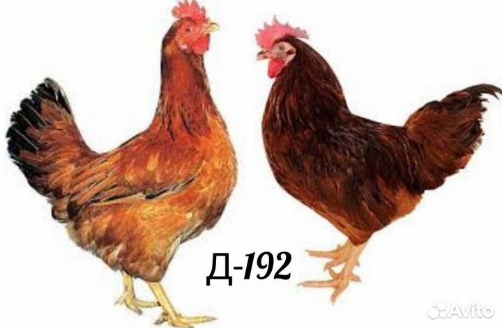 Инкубационное яйцо