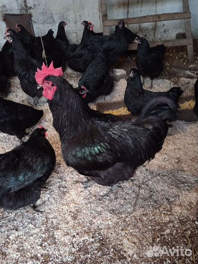 Инкубационное яйцо