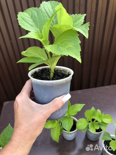 Гортензия саженцы зкс