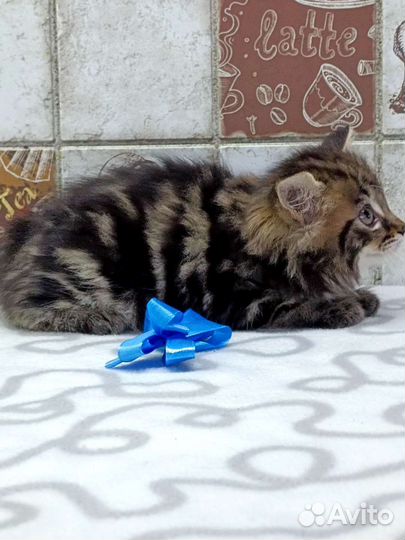 Курильский бобтейл