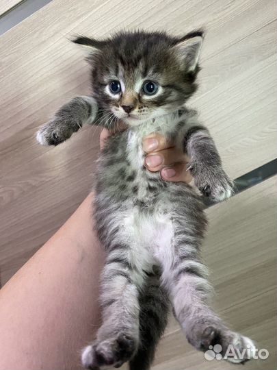 Котята в добрые руки бесплатно