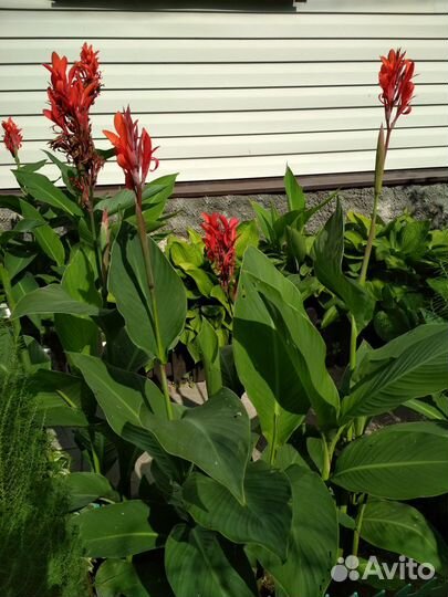 Многолетники садовые