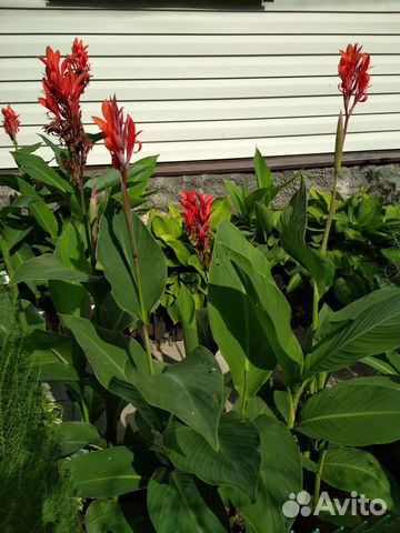 Многолетники садовые