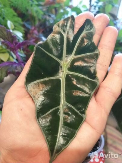 Нолина,алоказия Полли,герань,мята домашняя