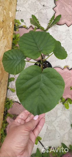 Сортовые фикусы