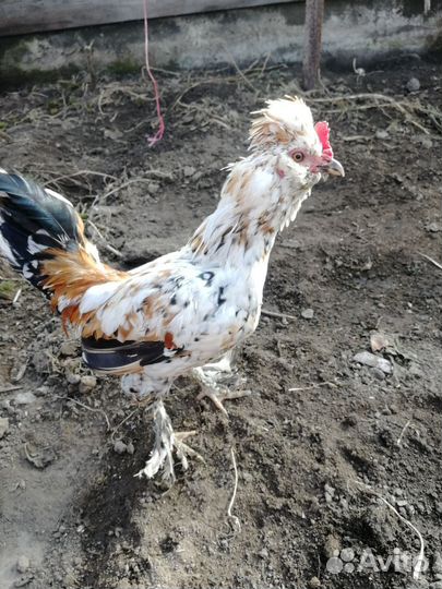 Петух Бентамка