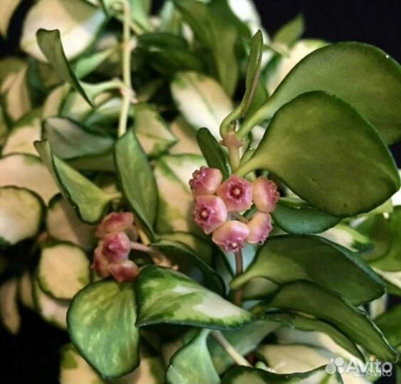 Мелколистные (и не только) хойи