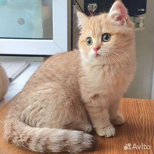 Британская золотая шоколадная шиншилла