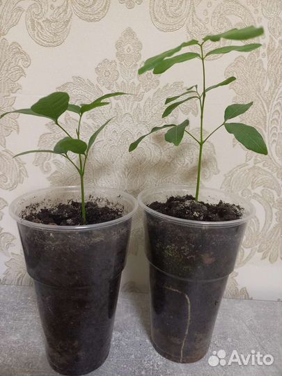 Лонган, драконий глаз. Комнатное, экзотическое