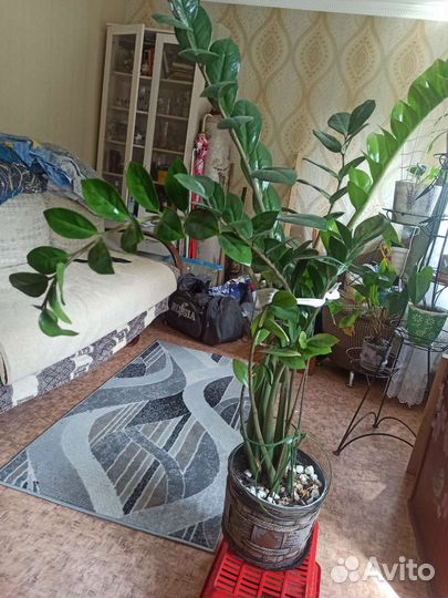 Замиокулькас цвет в горшке