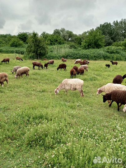 Овцы бараны