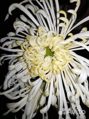 Хризантемы