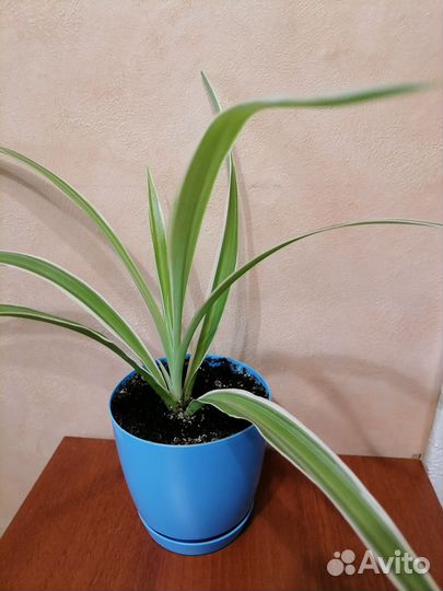 Хлорофитум хохлатый