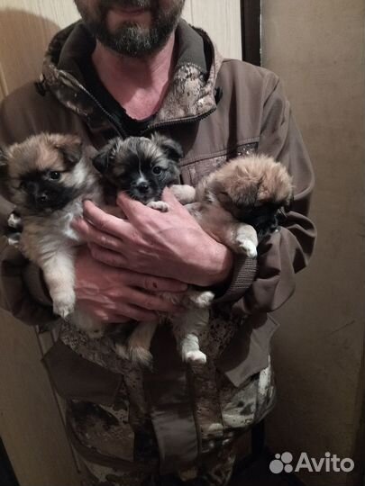 Продам щенков