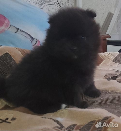 Щенки шпица