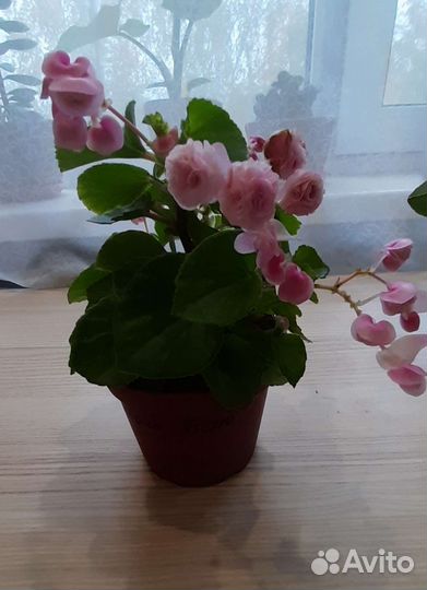 Бегония, традесканция, суккулент