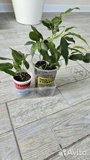 Фикус Бенджамина