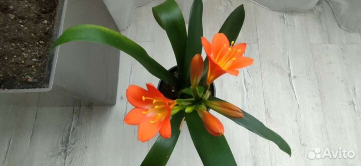 Кливия оранжевый