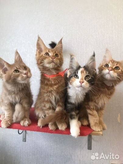 Котята мейн-кун с документами