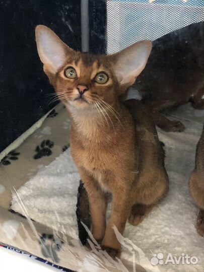 Солнце в дом