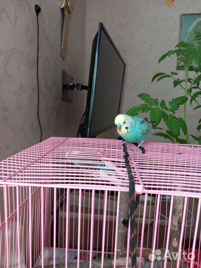 Продам попугаев с клеткой и вещами
