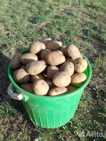 Семенной картофель Зекура (желтый)