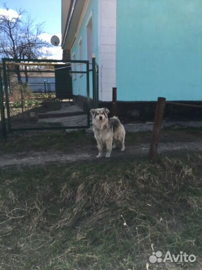 Отдаётся очень добрая и ласковая собака