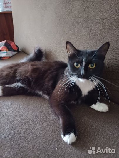 Кошка в дар