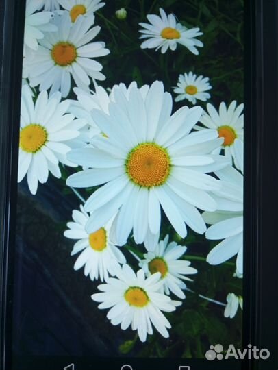 Комнатный цветок Рео. Медуница самурай. Ромашки