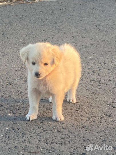 Собаки в дар бесплатно