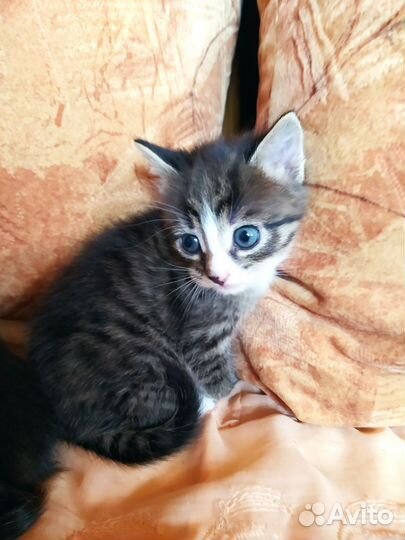 Котята в дар