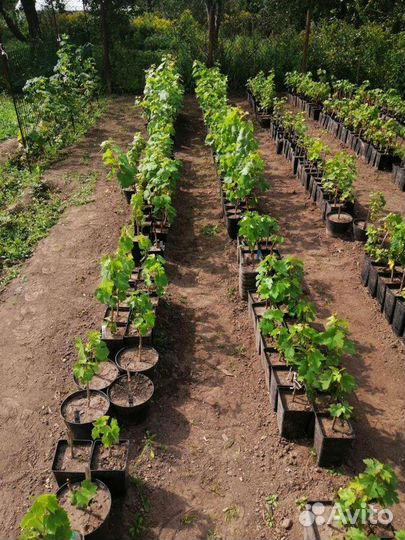 Саженцы и черенки винограда