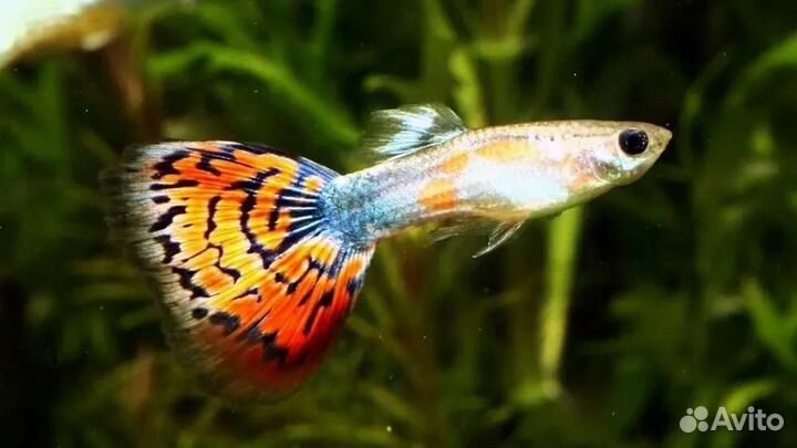 Рыбки гуппи